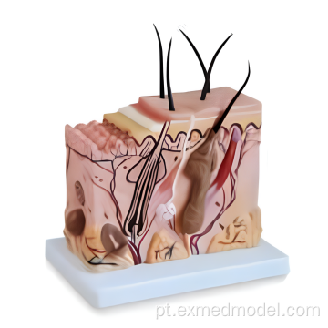 Modelo de treinamento de anatomia de bloqueio da pele